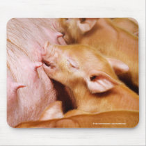 Tamworth Piglet Feeding Mousepad