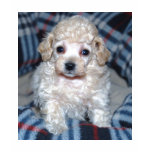 Tan Toy Poodle Puppy Tee Shirt