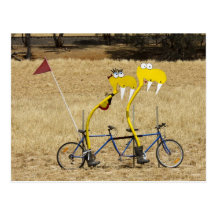 Tandem Snakes Post Card