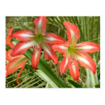 Tangerine Amaryllis Postcard
