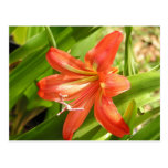Tangerine Beauty Amaryllis Postcard