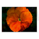 Tangerine cards