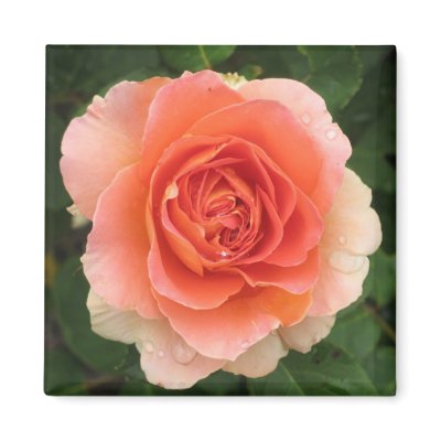 Tangerine Rose Refrigerator Magnet by ggbythebay