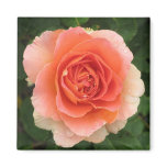 Tangerine Rose