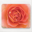 Tangerine Rose mousepads by ggbythebay Tangerine Rose mousepads