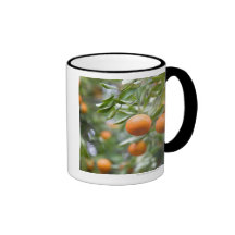 Tangerines hanging in tree mugs