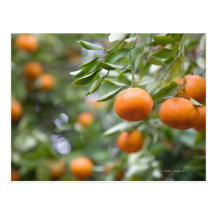 Tangerines hanging in tree postcard