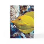 Tangessence Card