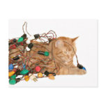 Tangled Christmas kitty Post Cards