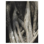 Tangled Cypress Flyer