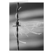 Tangled Threads - Barb Wire Still Life Photograph Cards