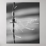 Tangled Threads - Barb Wire Still Life Photograph posters