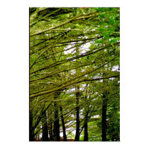 tangled trees posters