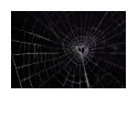 Tangled Web - Customized t-shirts
