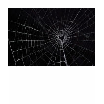Tangled Web - Customized t-shirts by testuser5 Tangled Web - Customized t-shirts