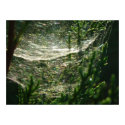 tangled web posters