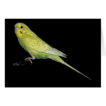 Tango budgie card