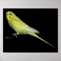 Tango budgie poster