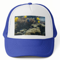 Tangs - hat (Aquarium 2) by Horseshoes3 Tangs - hat (Aquarium 2)
