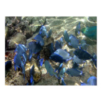 TANGS posters