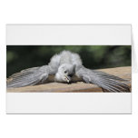 Tanning Titmouse cards