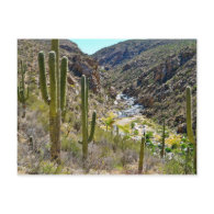 Tanque Verde Canyon Post Cards