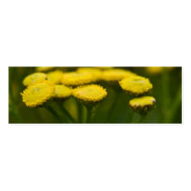Tansy business cards