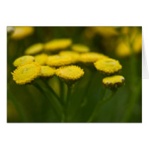 Tansy cards