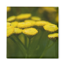 Tansy magnets
