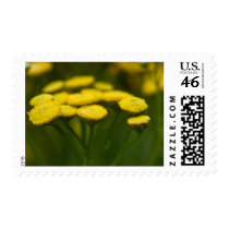 Tansy stamps