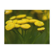 Tansy postcards