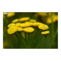 Tansy posters