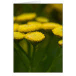 Tansy | Rainfarn Card
