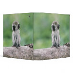 Tanzania, Ngorogoro Crater. Close-up of wild binders