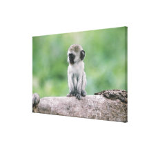 Tanzania, Ngorogoro Crater. Close-up of wild Stretched Canvas Print