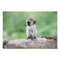 Tanzania, Ngorogoro Crater. Close-up of wild