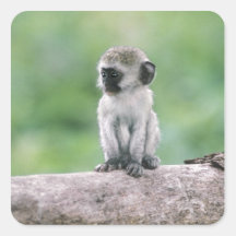 Tanzania, Ngorogoro Crater. Close-up of wild Stickers