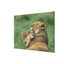 Tanzania, Ngorongoro Crater. African lion mother Gallery Wrap Canvas