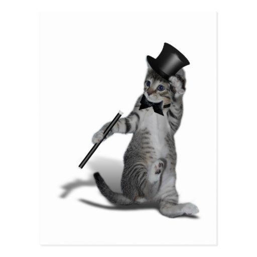 Tap Dancing Cat Postcards Zazzle