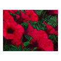 Tapestry Flowers: Fuschia posters by JaZilla Tapestry Flowers: Fuschia posters