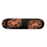 Tapestry turban (Turbo petholatus) Shell Skate Boards