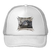 Tapir Baseball Hat