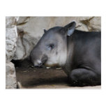 Tapir Postcard