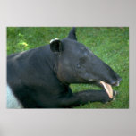 Tapir Posters