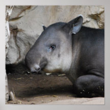 Tapir Poster
