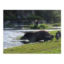 Tapir Taking A Dip In The River Postcards