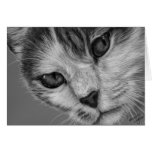 Tara - Black and White Cat Art Cards