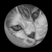 Tara - Black and White Cat Art magnets