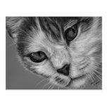 Tara - Black and White Cat Art Postcards