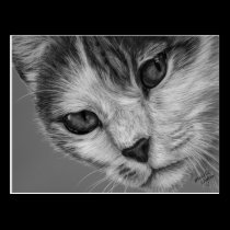 Tara - Black and White Cat Art postcards